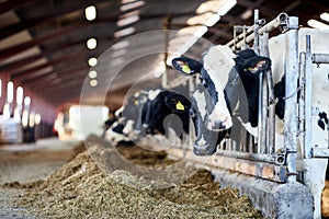 Cows in a farm. Dairy cows. photo