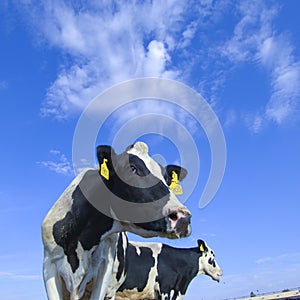 Cows in a farm of dairy plant on a sunny day with blue sky