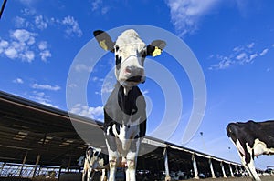 Cows in a farm of dairy plant on a sunny day with blue sky