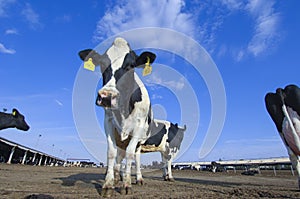 Cows in a farm of dairy plant on a sunny day with blue sky