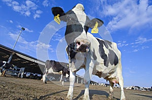 Cows in a farm of dairy plant on a sunny day with blue sky