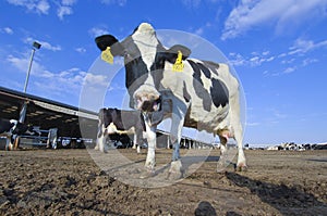 Cows in a farm of dairy plant on a sunny day with blue sky