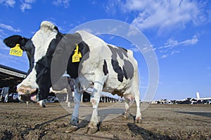 Cows in a farm of dairy plant on a sunny day with blue sky