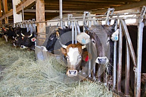 Cows in farm, eating hay