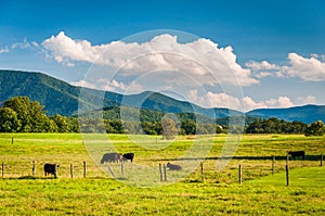 Cows in a farm field and distant mountains in the rural Shenandoah Valley of Virginia.