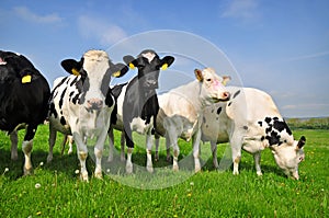 Cows on farm photo