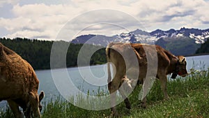 Cows on a farm. Landscape,