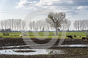 Cows in a farm near Lodi, Milan