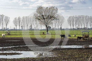 Cows in a farm near Lodi, Milan