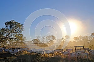 Cows on farm with sign Fazenda Paraiso - Paradise Farm portuguese text, Transpantaneira road, Pantanal, Pocone, Brazil photo