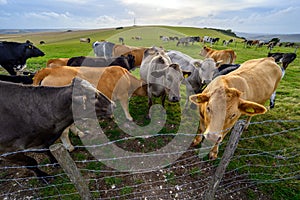 Cows on a farm on the South Downs Way near Firle Beacon and Newhaven