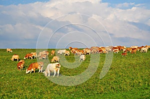 Cows farming agriculture