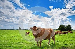 Cows on farmland