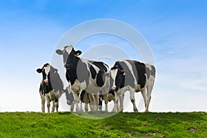 Cows on on farmland