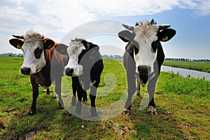 Cows on farmland