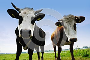 Cows on farmland