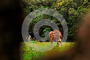 Cows on farmland, Azores pastures, outdoor animals photo