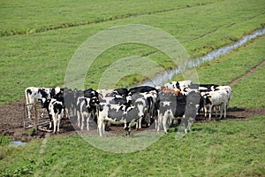 Cows on farmland close to Hitland, Netherlands photo