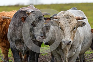 Pedigree bulls in a farmland, cattle-breeding