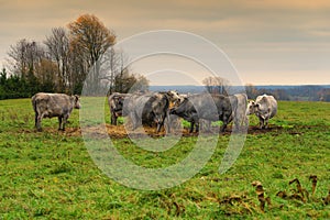 Cows in a farmland at sunset, cattle-breeding, agriculture