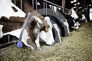 Cows are fed ecologically for milk. photo