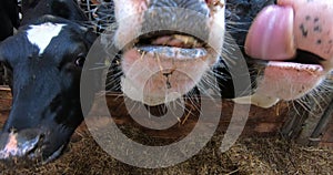 Cows are fed on the farm. Modern dairy farm.