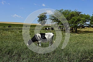 Cows fed with grass, photo