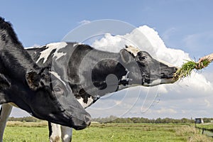 Cows fed by hand, stretched neck in green pasture and blue cloudy sky