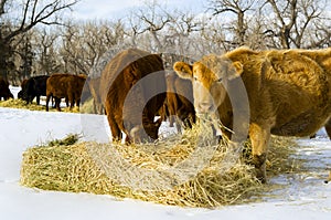 Cows feed on hay during winter