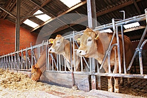 Cows feed in a stable