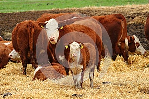 Cows in feed-yard on straw