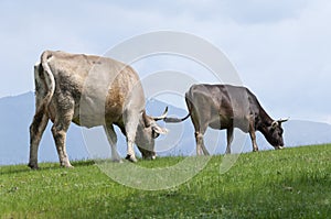 Cows feeding