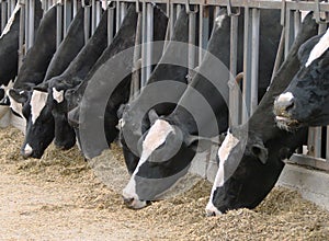 Cows Feeding