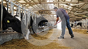 Cows feeding on feed stand in a row of stalls in the cowshed of a cattle farm.