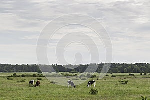 Cows Feeding in Green Farmfield photo