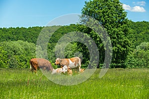 Cows feeding on a green pasture