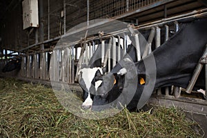 Cows feeding on hays in a farm