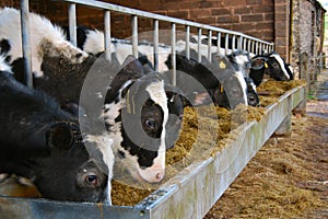 Cows feeding from a metal trough