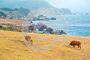 Cows feeding on a pasture in Big Sur, California