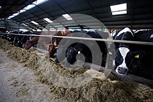 Cows in feeding place