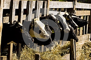 Cows in feeding place