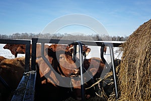 Cows feeding on a snow winter day.