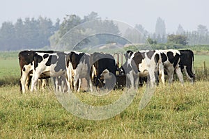 Cows Feeding Trough