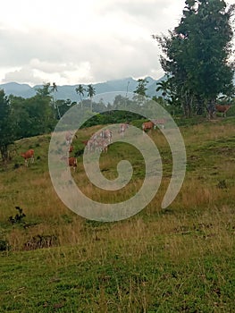 cows feeding in the vast sapana meadowï¿¼