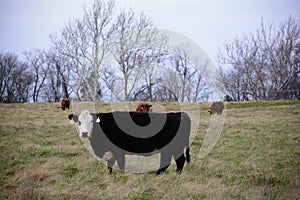 Cows feeding on a winter day.