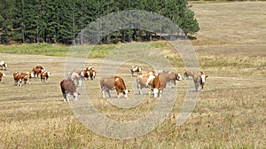 Cows in the field