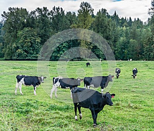 Cows In Field 2