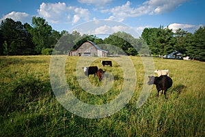 Cows in a field