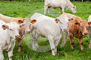 Cows in a field