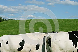 Cows in a field